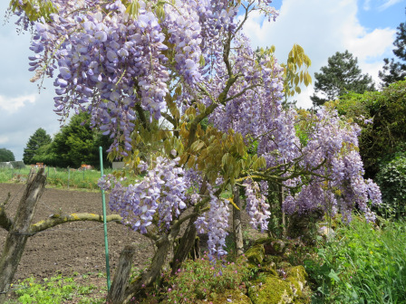 glycine