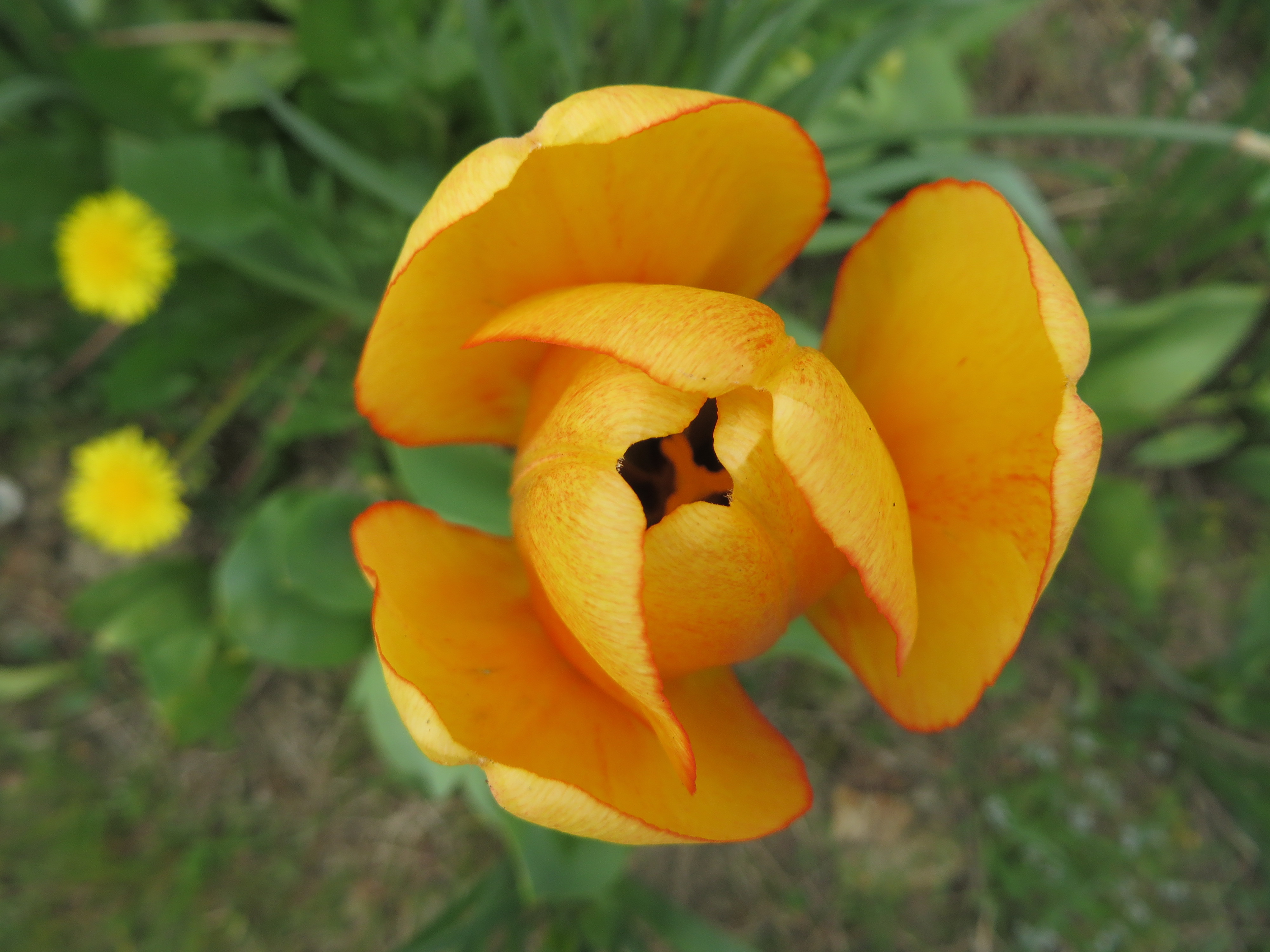 tulipe