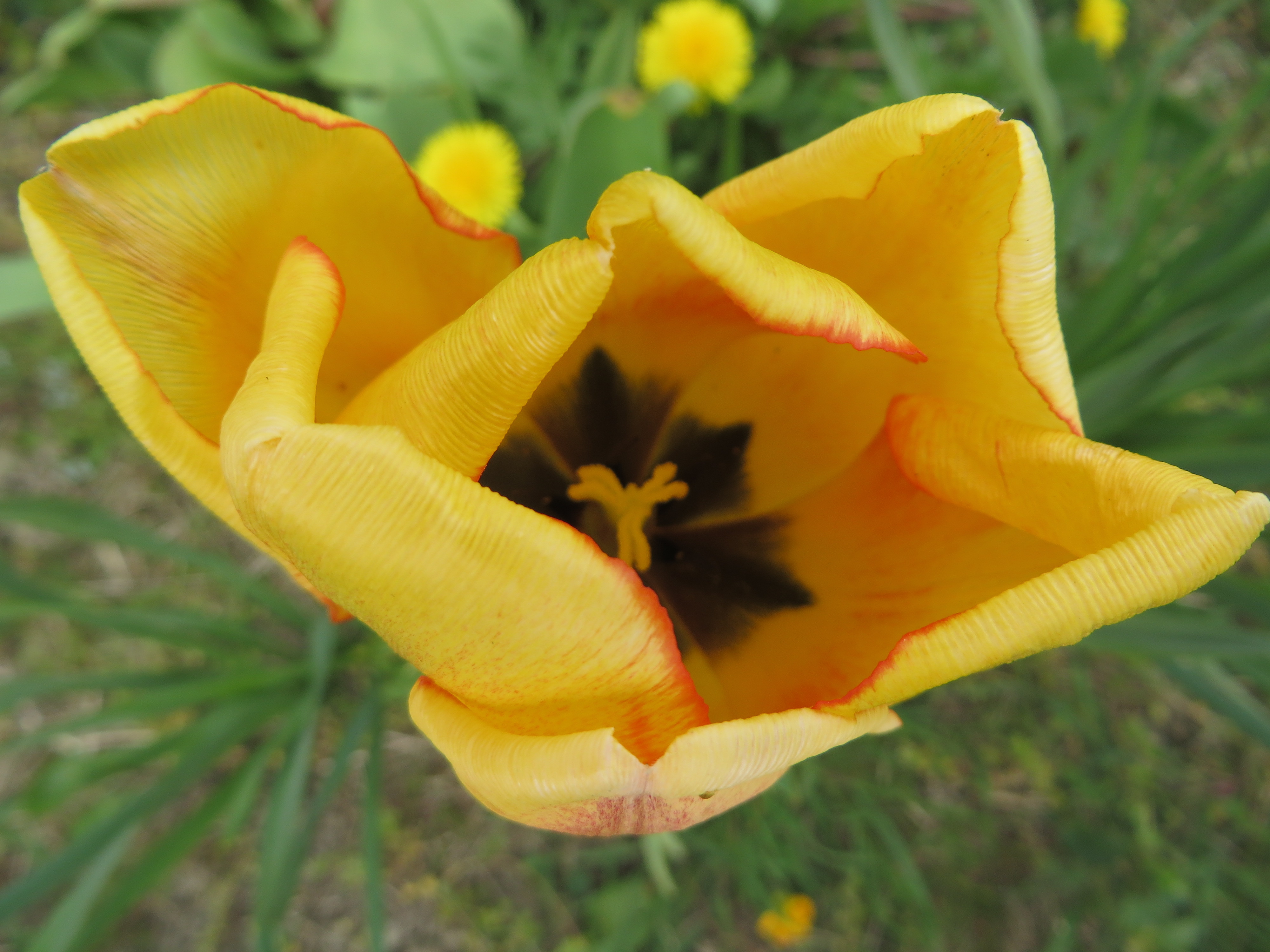 tulipe2