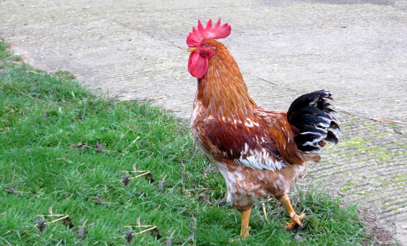 coq